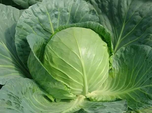 包菜冷庫 包菜冷庫