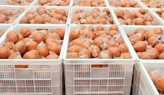 橘子如何存儲在保鮮冷庫中 橘子如何存儲在保鮮冷庫中