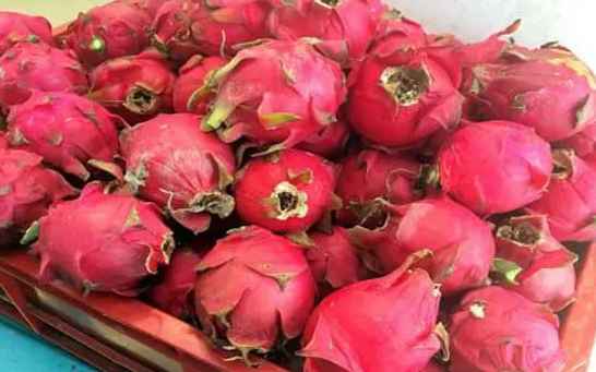 火龍果冷庫儲(chǔ)存溫度是多少度