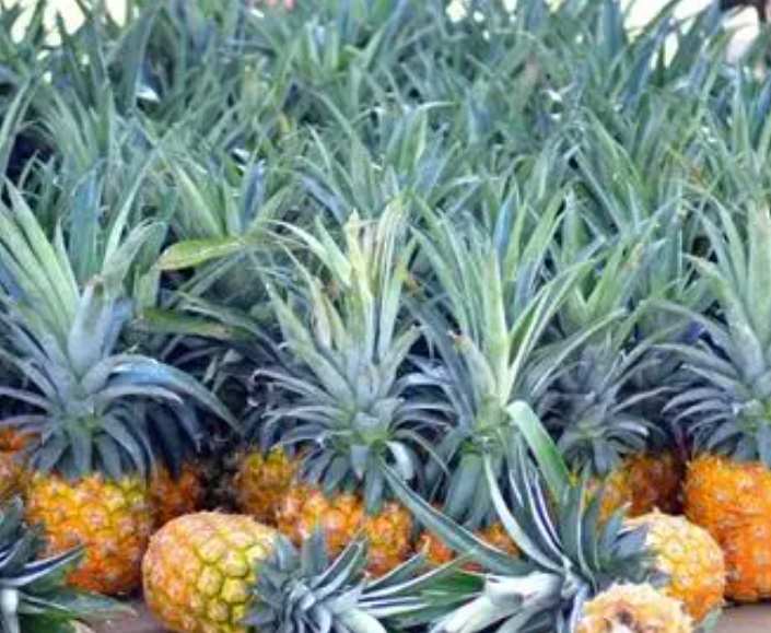 鳳梨在冷庫放多長時間 鳳梨在冷庫放多長時間