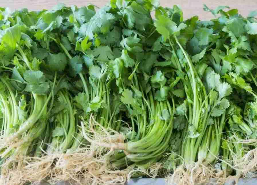 香菜冷庫(kù)大量?jī)?chǔ)存方法技巧 香菜冷庫(kù)大量?jī)?chǔ)存方法技巧