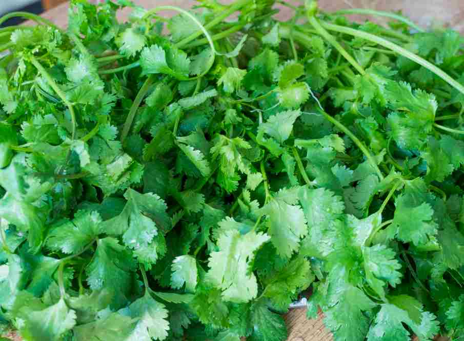 香菜冷庫(kù)大量?jī)?chǔ)存方法技巧 香菜冷庫(kù)大量?jī)?chǔ)存方法技巧