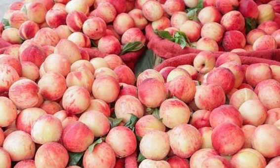 大批量桃子如何在保鮮冷庫(kù)中存儲(chǔ) 大批量桃子如何在保鮮冷庫(kù)中存儲(chǔ)