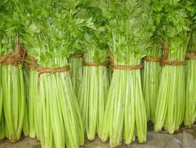 芹菜冷庫(kù)貯藏溫度多少度好 芹菜冷庫(kù)貯藏溫度多少度好