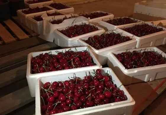 櫻桃在冷庫(kù)的儲(chǔ)存和保鮮方法 櫻桃在冷庫(kù)的儲(chǔ)存和保鮮方法