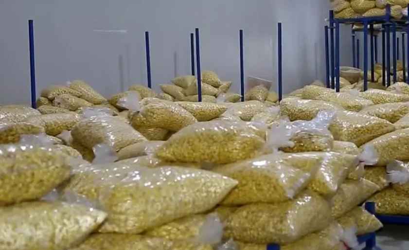 板栗冷庫溫度設定多少度合適 板栗冷庫溫度設定多少度合適