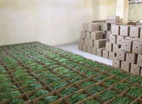 蔬菜冷庫建設(shè)多少錢一平方